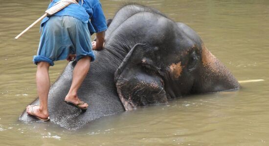 Lampang Elephant Sanctuary